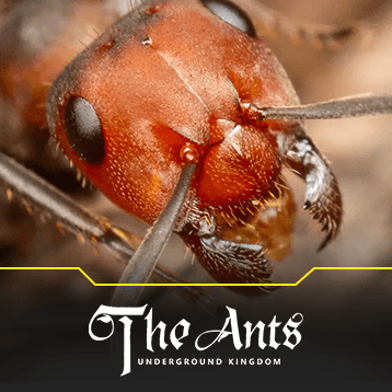 The Ants : Underground Kingdom